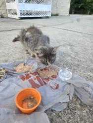 Lost Unknown Cat last seen Plum Pointe Plaza, 1122 Old Maplehurst Rd, Jacksonville, NC 28540, Jacksonville, NC 28540
