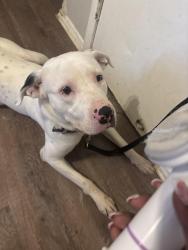 Lost Male Dog last seen Huntingdon ave, Dallas, TX 75203