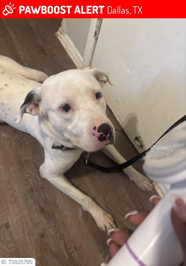 Lost Male Dog last seen Huntingdon ave, Dallas, TX 75203