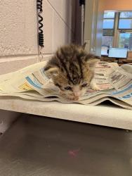 Shelter Stray Female Cat last seen TURKNEET RD, 2020 Forest St, Jacksonville, FL 32204, USA