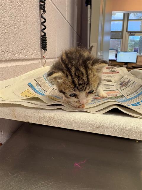 Shelter Stray Female Cat last seen TURKNEET RD, 2020 Forest St, Jacksonville, FL 32204, USA