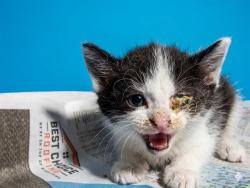 Shelter Stray Male Cat last seen IN FRONT OF HOUSE LORI ANN CT, 2020 Forest St, Jacksonville, FL 32204, USA