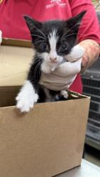 Shelter Stray Female Cat last seen SOUTELL DRIVE, 2020 Forest St, Jacksonville, FL 32204, USA