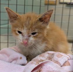 Shelter Stray Male Cat last seen Near BLOCK W. HORSESHOE DR, 2020 Forest St, Jacksonville, FL 32204, USA