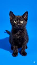 Shelter Stray Female Cat last seen Near BLOCK ATLANTIC BLVD, 2020 Forest St, Jacksonville, FL 32204, USA