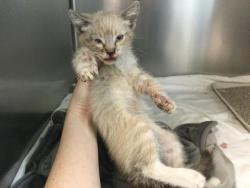 Shelter Stray Male Cat last seen Near BLOCK HERNANDEZ ST, COACHELLA, CA, Thousand Palms, CA, USA