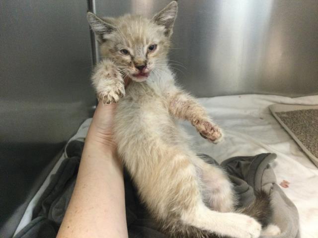 Shelter Stray Male Cat last seen Near BLOCK HERNANDEZ ST, COACHELLA, CA, Thousand Palms, CA, USA