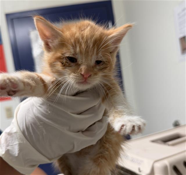 Shelter Stray Male Cat last seen COFFEE RD, BAKERSFIELD CA 93308, 3951 Fruitvale Ave, Bakersfield, CA 93308, USA