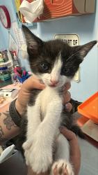 Shelter Stray Male Cat last seen Near BLOCK ALMOND DR, BAKERSFIELD CA 93308, 3951 Fruitvale Ave, Bakersfield, CA 93308, USA