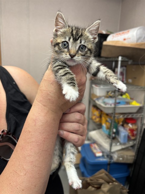 Shelter Stray Male Cat last seen 13TH AND ARROWHEAD, 333 Chandler Pl, San Bernardino, CA 92408, USA