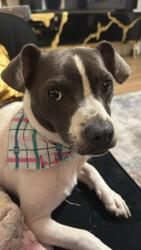 Lost Male Dog last seen St rose, Henderson, NV 89052