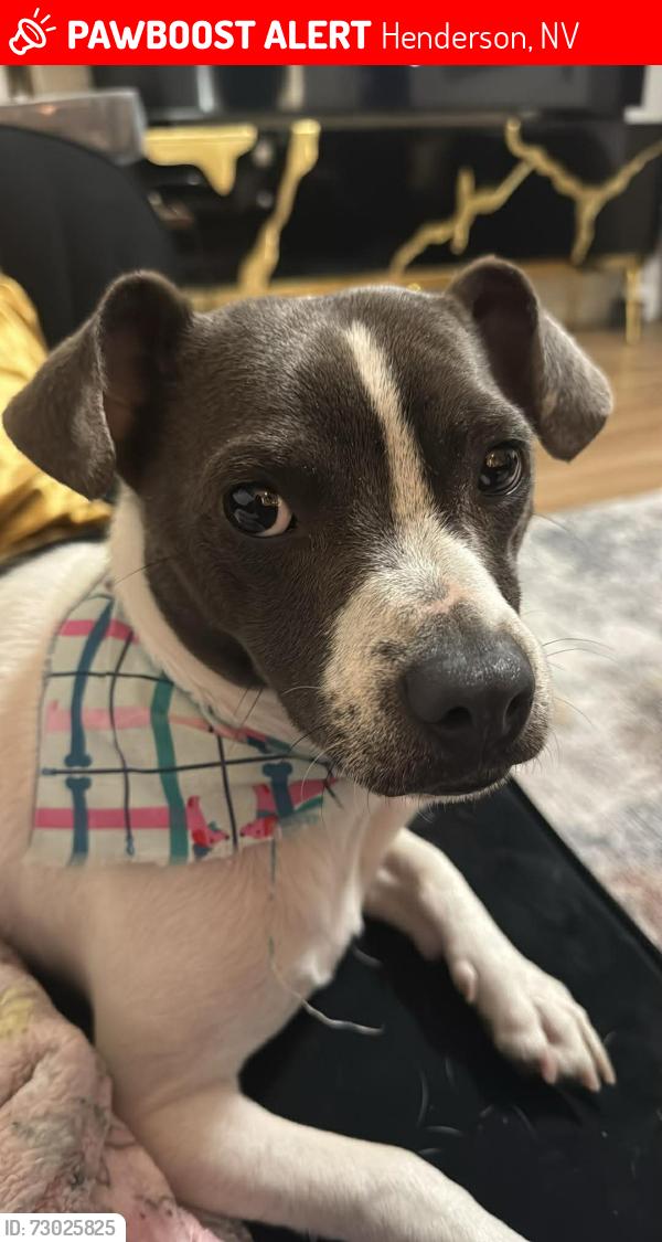 Lost Male Dog last seen St rose, Henderson, NV 89052
