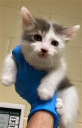 Shelter Stray Male Cat last seen SEAVEY CIR & 5TH ST, 2127 Front St, Sacramento, CA 95818, USA