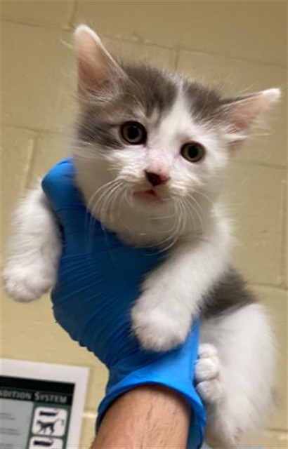 Shelter Stray Male Cat last seen SEAVEY CIR & 5TH ST, 2127 Front St, Sacramento, CA 95818, USA