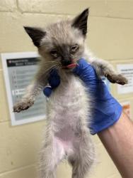 Shelter Stray Female Cat last seen WALLACE AVE & FRUITRIDGE RD, 2127 Front St, Sacramento, CA 95818, USA