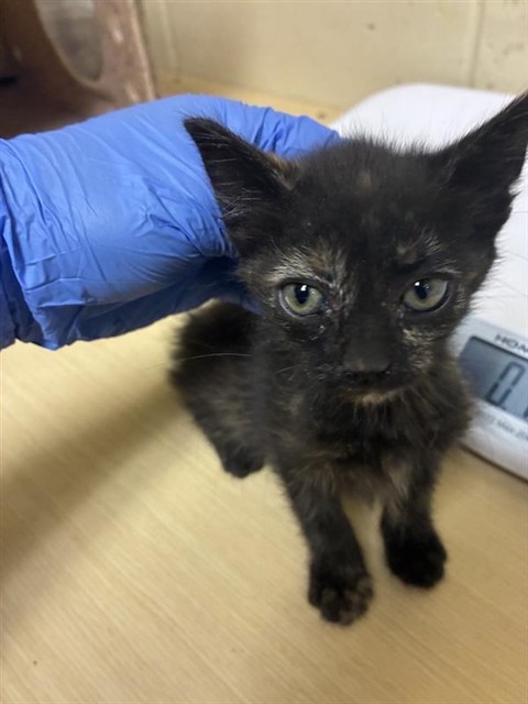 Shelter Stray Female Cat last seen INNOVATOR DR & CITRINE WAY, 2127 Front St, Sacramento, CA 95818, USA