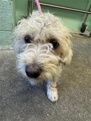 Shelter Stray Male Dog last seen BECKET WY & CALLE ROYAL WAY, 2127 Front St, Sacramento, CA 95818, USA