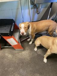 Shelter Stray Male Dog last seen BINGHAMTON DR & ASHBURRY WAY, 2127 Front St, Sacramento, CA 95818, USA