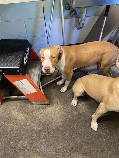 Shelter Stray Male Dog last seen BINGHAMTON DR & ASHBURRY WAY, 2127 Front St, Sacramento, CA 95818, USA