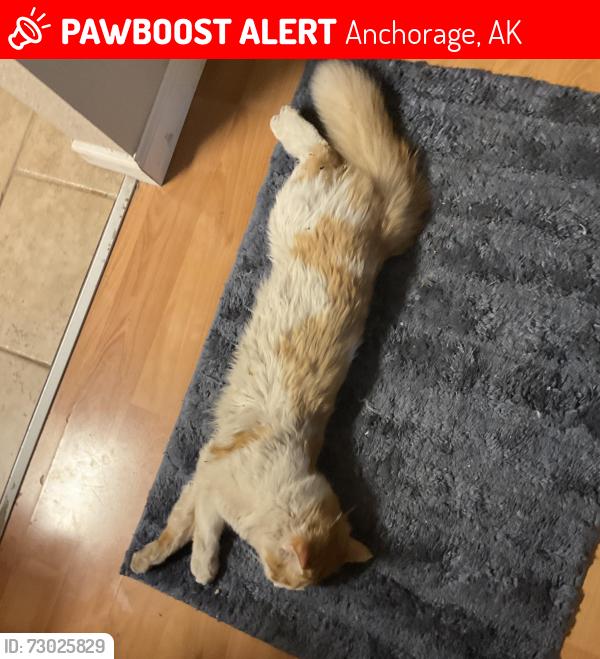 Lost Male Cat last seen Nelchina st, Anchorage, AK 99501