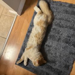 Lost Male Cat last seen Nelchina st, Anchorage, AK 99501