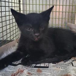 Shelter Stray Unknown Cat last seen Near BLOCK ROWLY RD., 4710 TX-151, San Antonio, TX 78227, USA