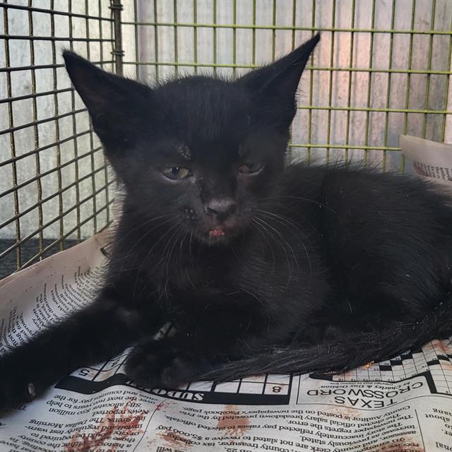 Shelter Stray Unknown Cat last seen Near BLOCK ROWLY RD., 4710 TX-151, San Antonio, TX 78227, USA