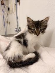 Shelter Stray Male Cat last seen GROCERY OUTLET/HARDER, 16 Barnes Ct, Hayward, CA 94544, USA