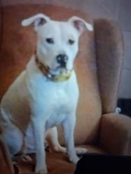 Lost Male Dog last seen Ave L, San Angelo, TX 76904