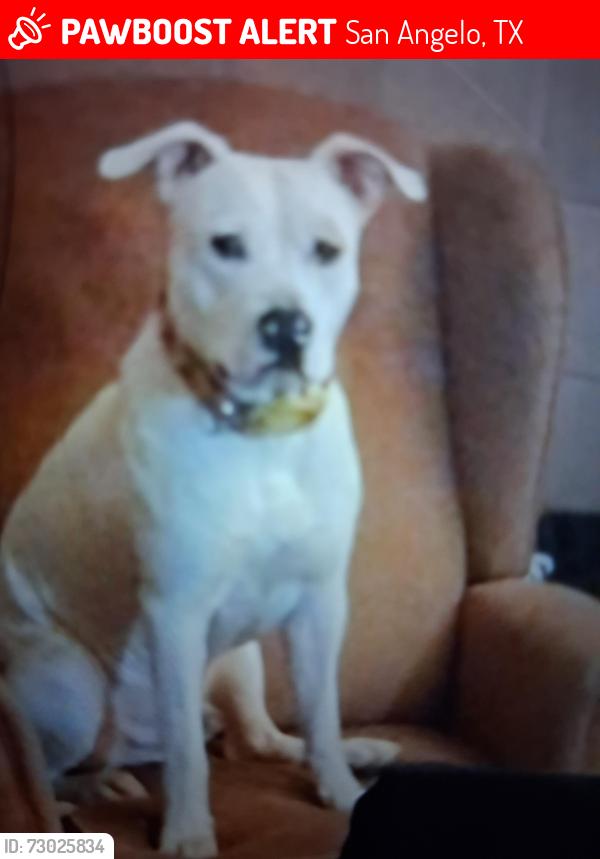 Lost Male Dog last seen Ave L, San Angelo, TX 76904