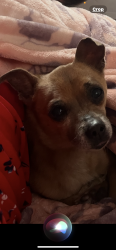 Reunited Male Dog last seen Century and main street, Los Angeles, CA 90003