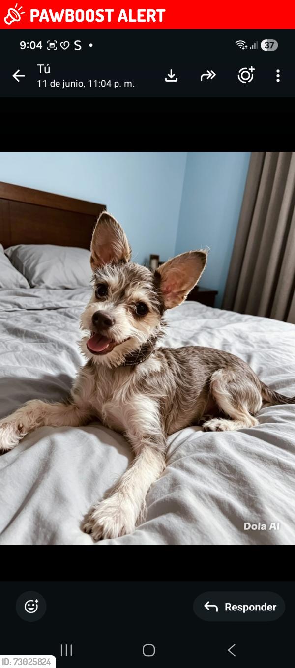 Lost Female Dog last seen 2da privada, Tapachula de Córdova y Ordóñez, Chis. 30700