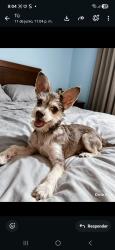 Lost Female Dog last seen 2da privada, Tapachula de Córdova y Ordóñez, Chis. 30700