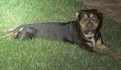 Shelter Stray Male Dog last seen Near Marci Ln, South District, TX, 355 Hillshire Dr, Haslet, TX 76052, USA