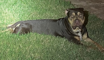 Shelter Stray Male Dog last seen Near Marci Ln, South District, TX, 355 Hillshire Dr, Haslet, TX 76052, USA
