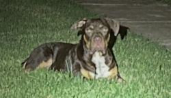Shelter Stray Male Dog last seen Near Marci Ln, South District, TX, 355 Hillshire Dr, Haslet, TX 76052, USA