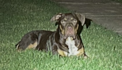 Shelter Stray Male Dog last seen Near Marci Ln, South District, TX, 355 Hillshire Dr, Haslet, TX 76052, USA