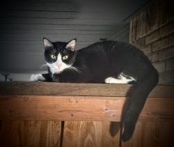 Reunited Male Cat last seen Near Rickshaw Dr, Dallas, TX 75229