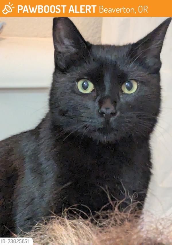Found/Stray Female Cat last seen 153rd dr., Beaverton, OR 97003