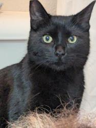 Found/Stray Female Cat last seen 153rd dr., Beaverton, OR 97003