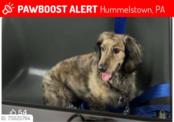 Lost Male Dog last seen Hummelstown Burough Building running on bridge over 322 towards traffic circle, Hummelstown, PA 17036