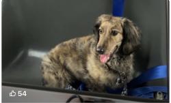 Lost Male Dog last seen Hummelstown Burough Building running on bridge over 322 towards traffic circle, Hummelstown, PA 17036