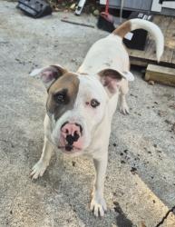 Reunited Male Dog last seen Perth drive, Silver Lake road , Wilmington, NC 28412