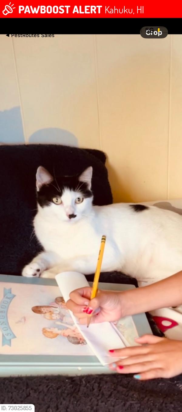 Lost Female Cat last seen Castle beach , Kahuku, HI 96731