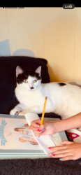 Lost Female Cat last seen Castle beach , Kahuku, HI 96731