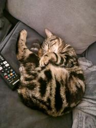 Lost Male Cat last seen Just of rosliston road stapenhill, Burton upon Trent, England DE15 9NW
