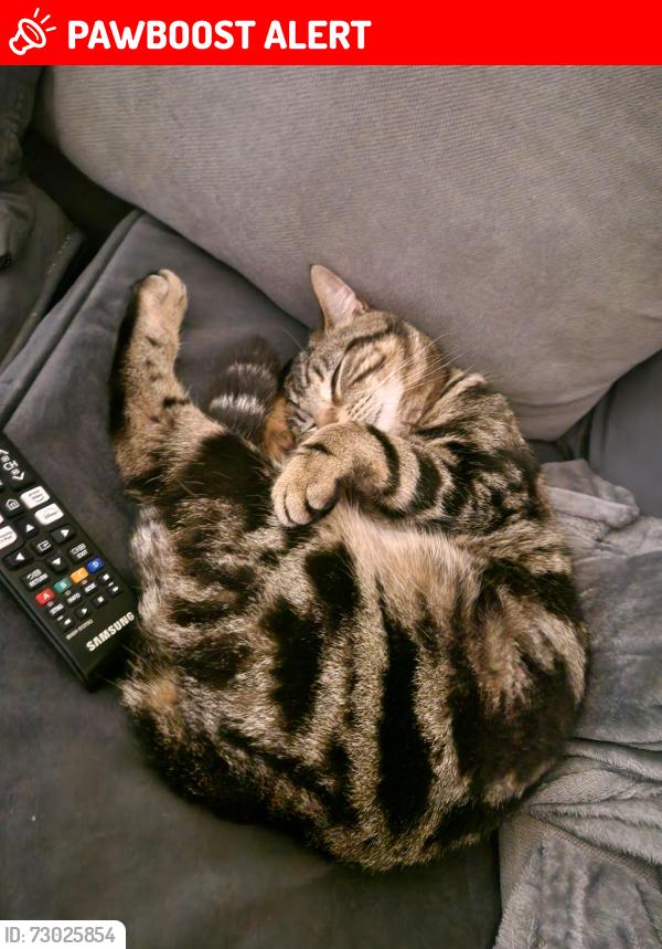 Lost Male Cat last seen Just of rosliston road stapenhill, Burton upon Trent, England DE15 9NW