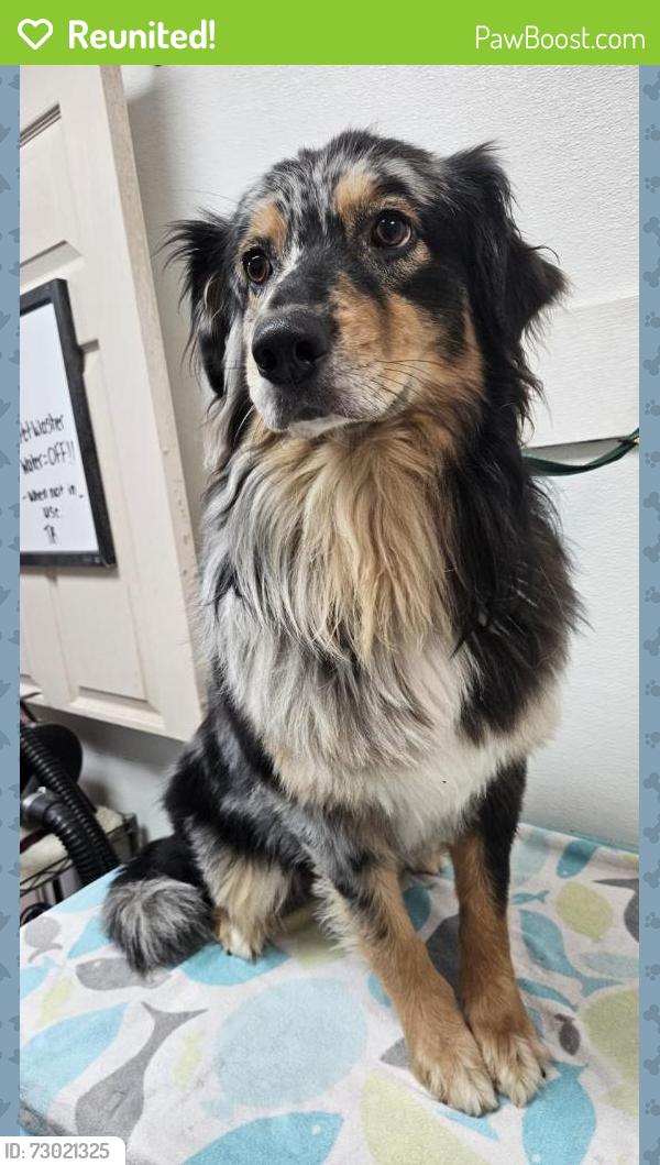 Reunited Male Dog last seen By the Good Will, Duluth, GA 30097