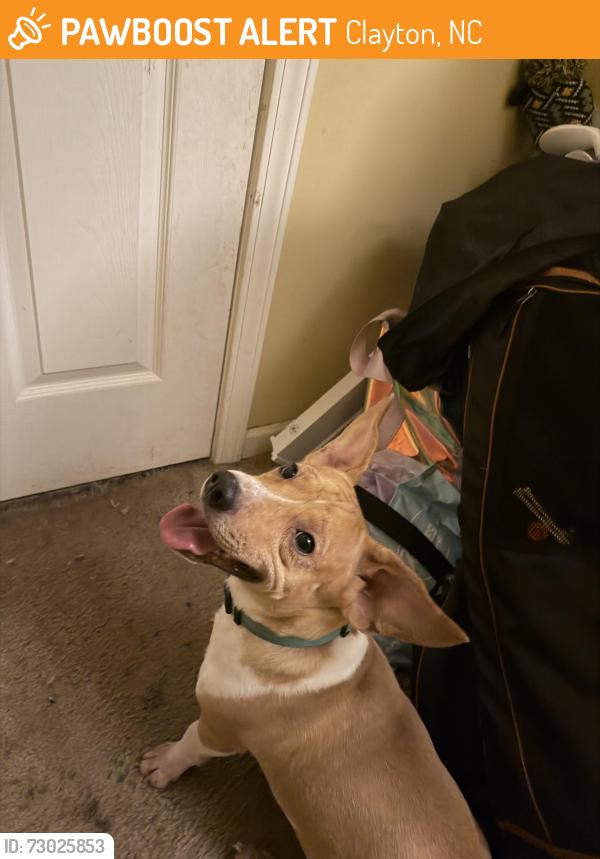 Found/Stray Male Dog last seen Clayton, Clayton, NC 27527