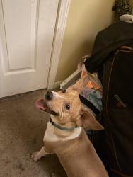 Found/Stray Male Dog last seen Clayton, Clayton, NC 27527